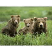 Инфракрасный обогреватель-картина "Медведица с двумя медвежатами" (0,5 кВт)