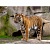 Инфракрасный обогреватель-картина "Тигр" (0,5 кВт)