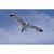 Инфракрасный обогреватель-картина "Летящий альбатрос" (0,5 кВт)